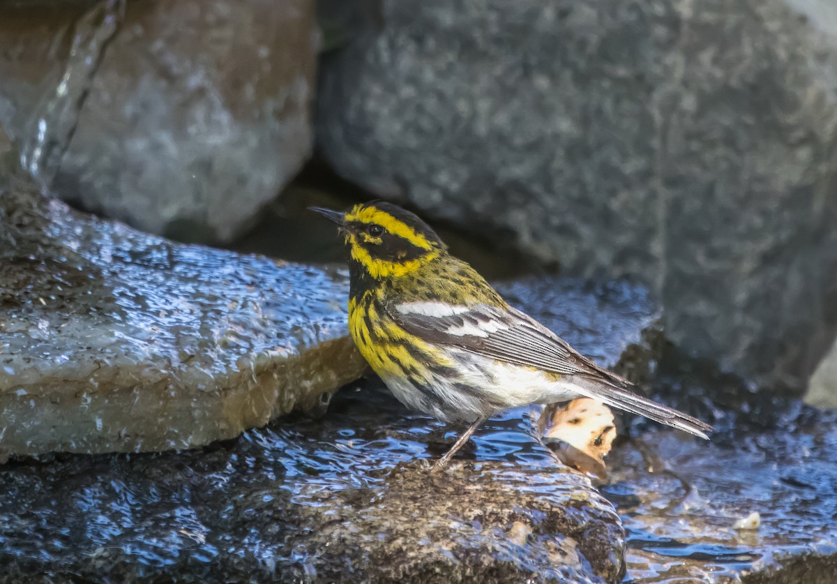 Townsend's Warbler - Daniel Ward