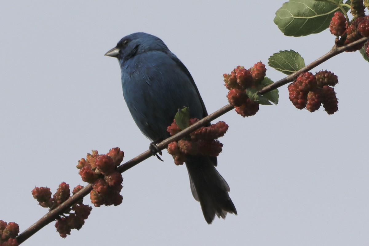 Indigo Bunting - ML619596196