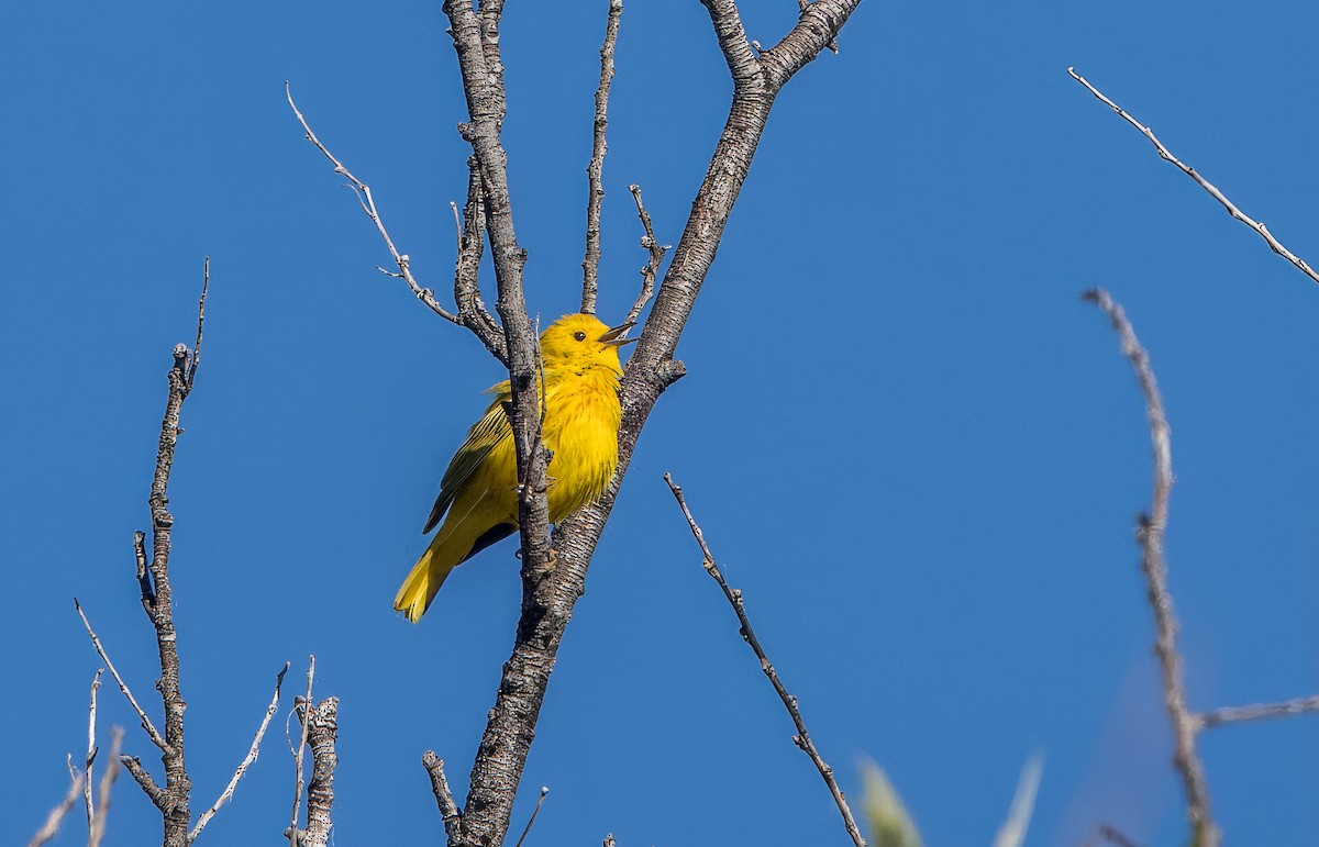 Yellow Warbler - Daniel Ward