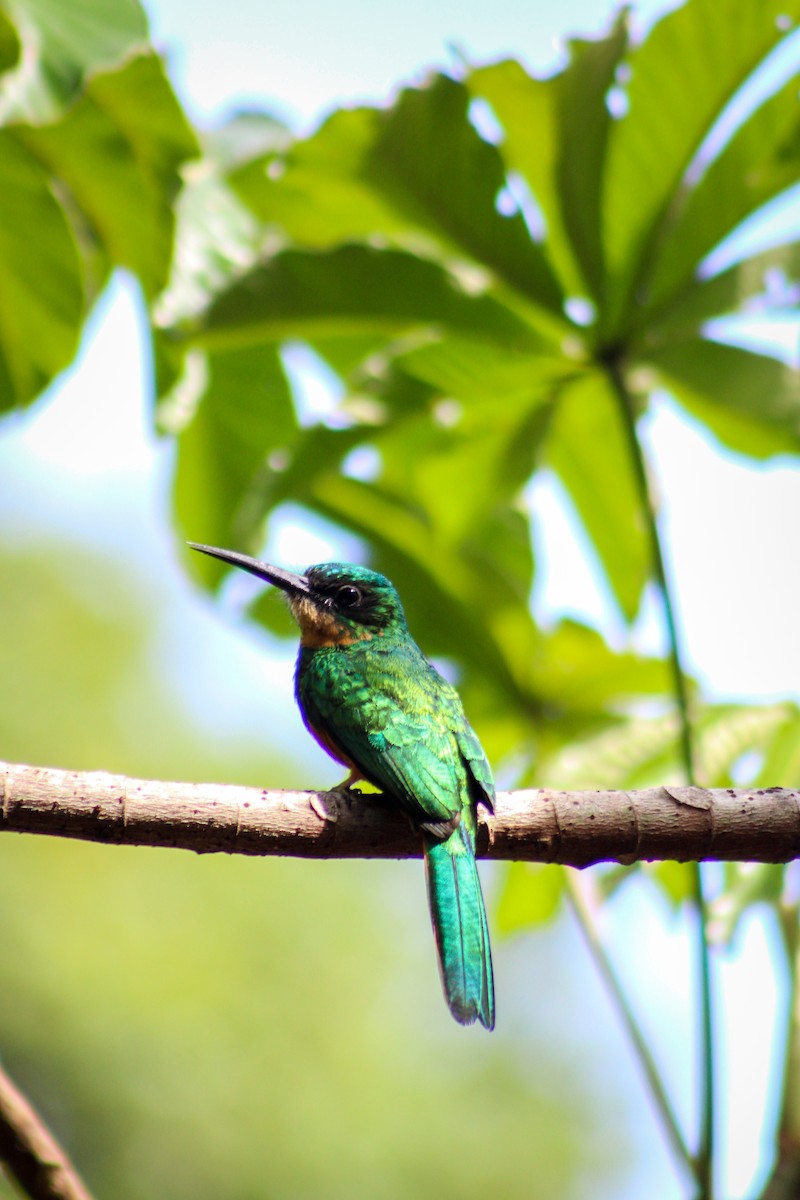 Rufous-tailed Jacamar - Gabriel Almeida