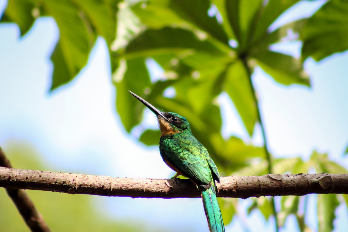 Rufous-tailed Jacamar - Gabriel Almeida