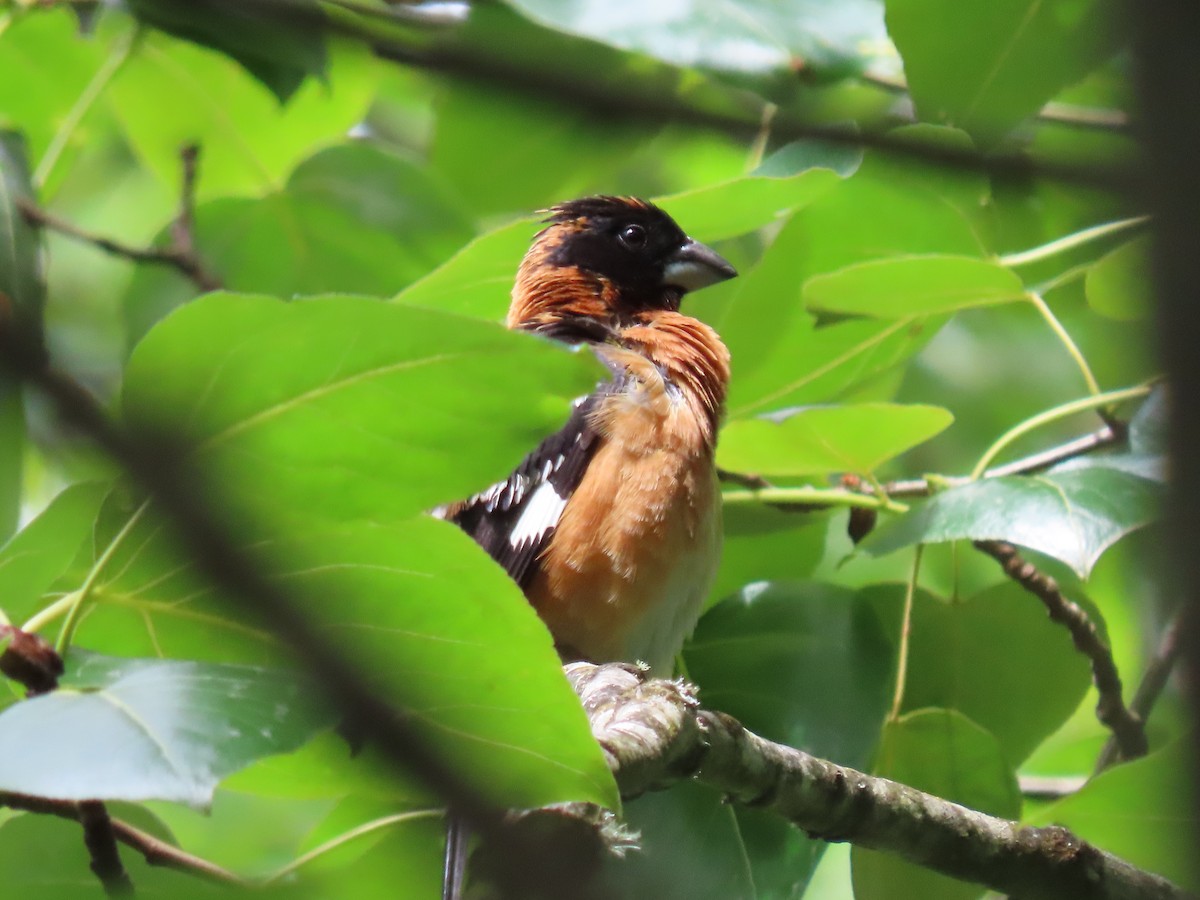 Black-headed Grosbeak - Kyle Leader