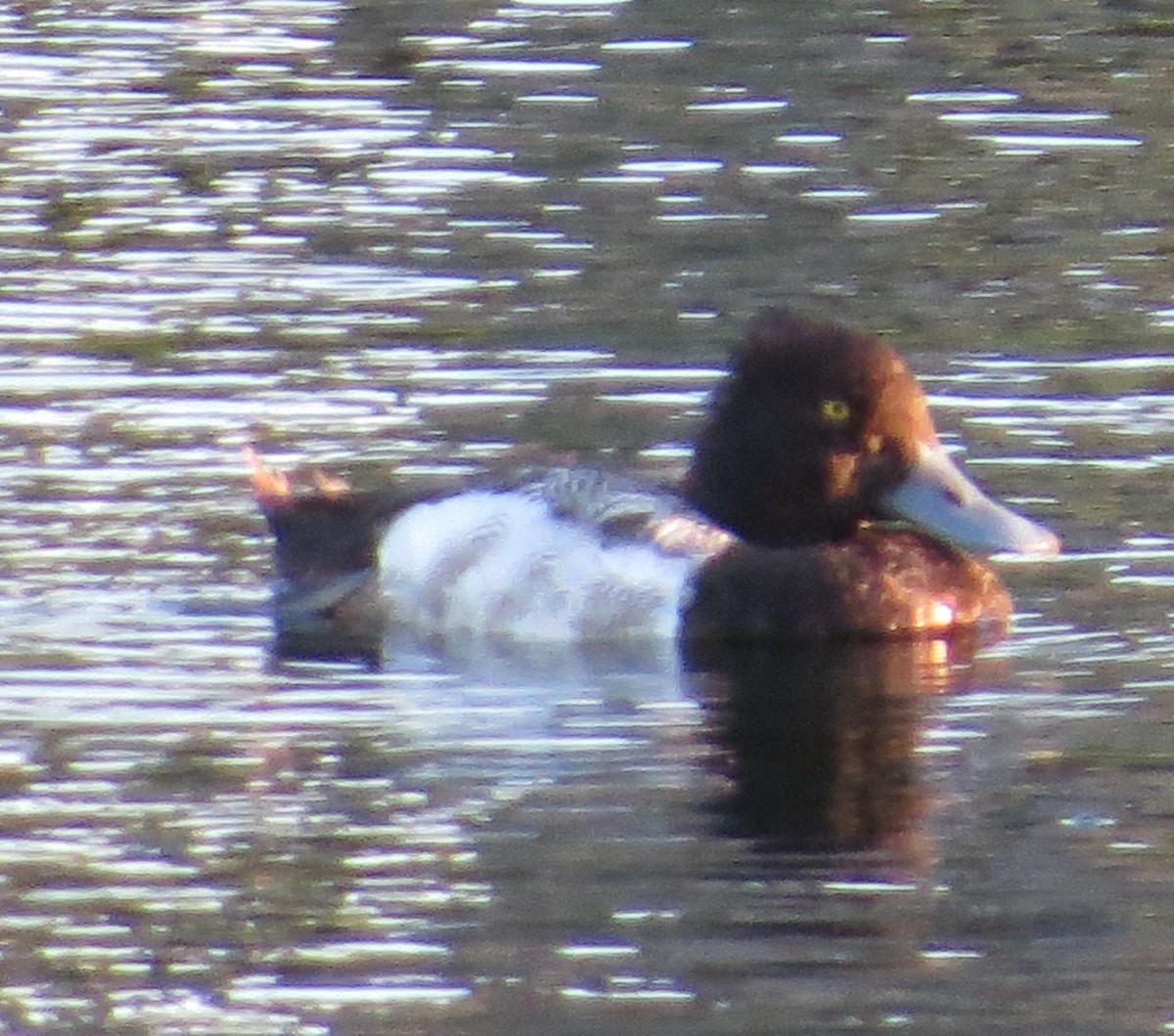 Lesser Scaup - Sharon Masturzo