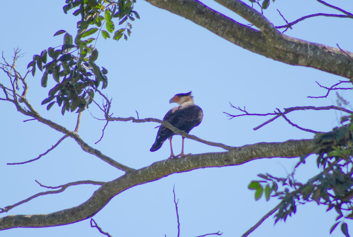 Crested Caracara - Andreia Mamedes