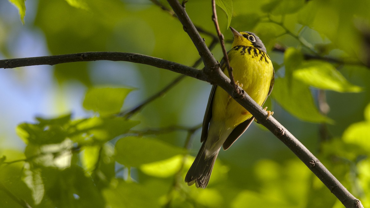 Canada Warbler - Mark Scheel