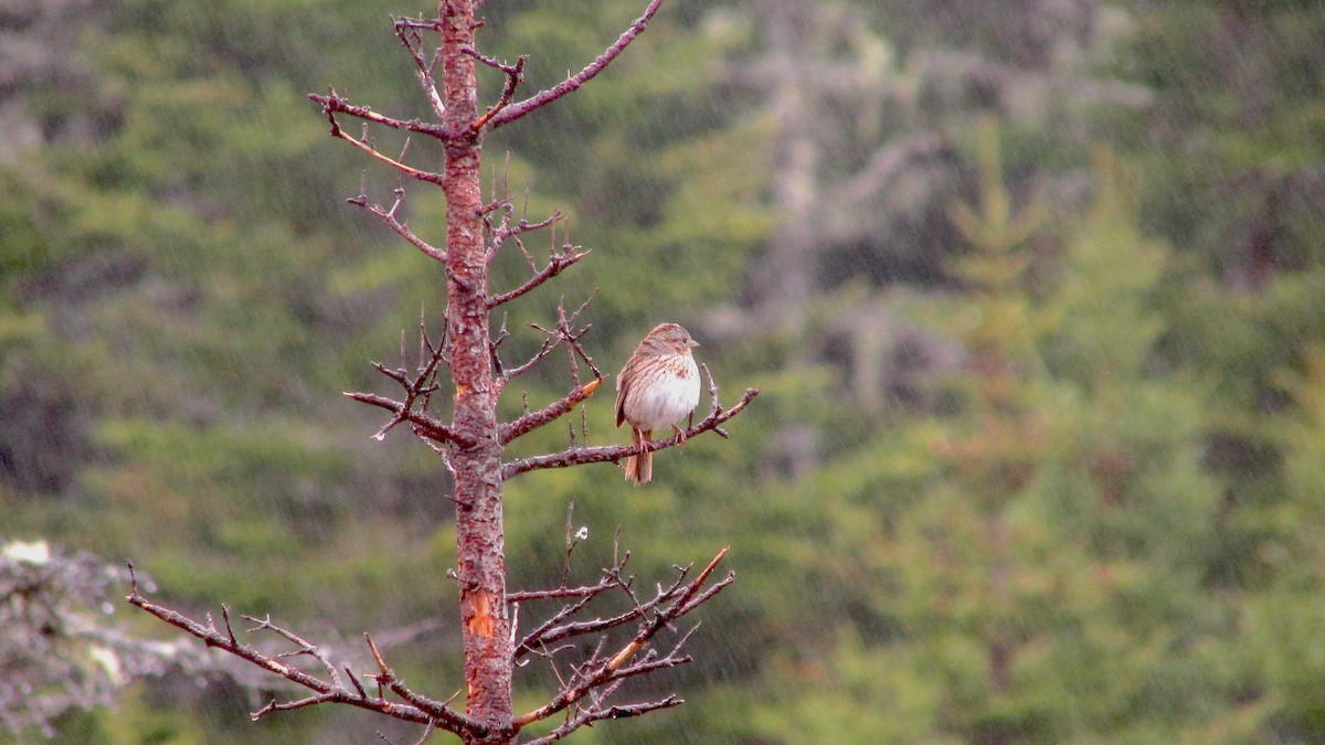 Lincoln's Sparrow - Ryan Larson