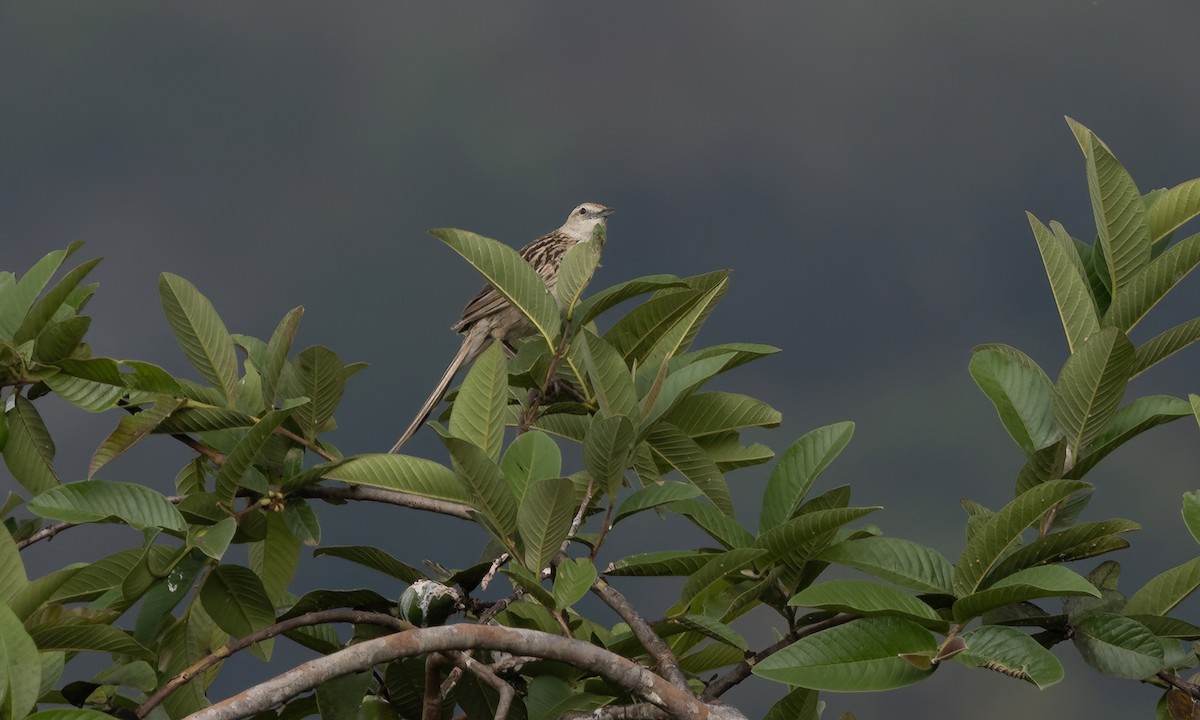 Striated Grassbird - Paul Fenwick