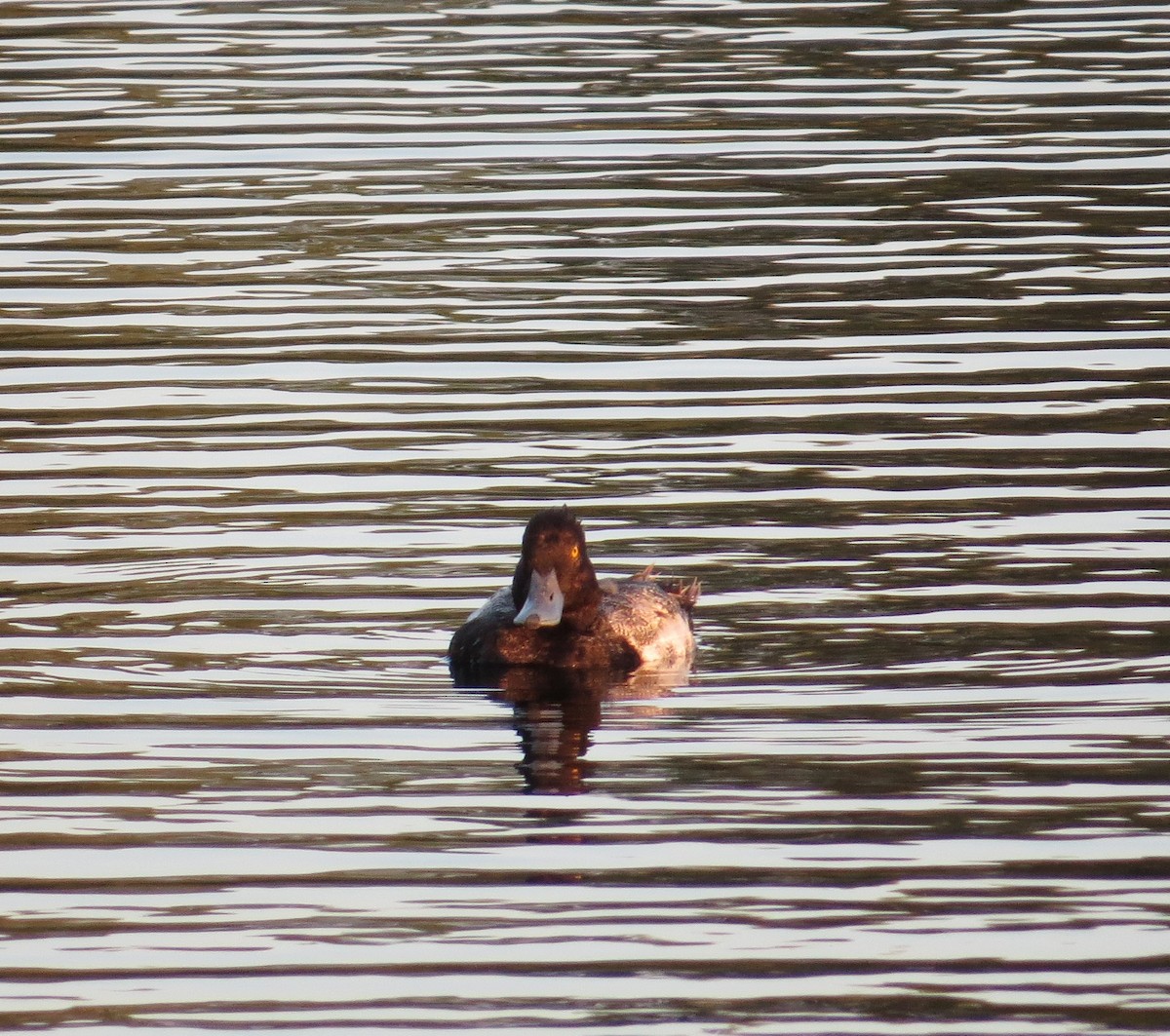 Lesser Scaup - Sharon Masturzo