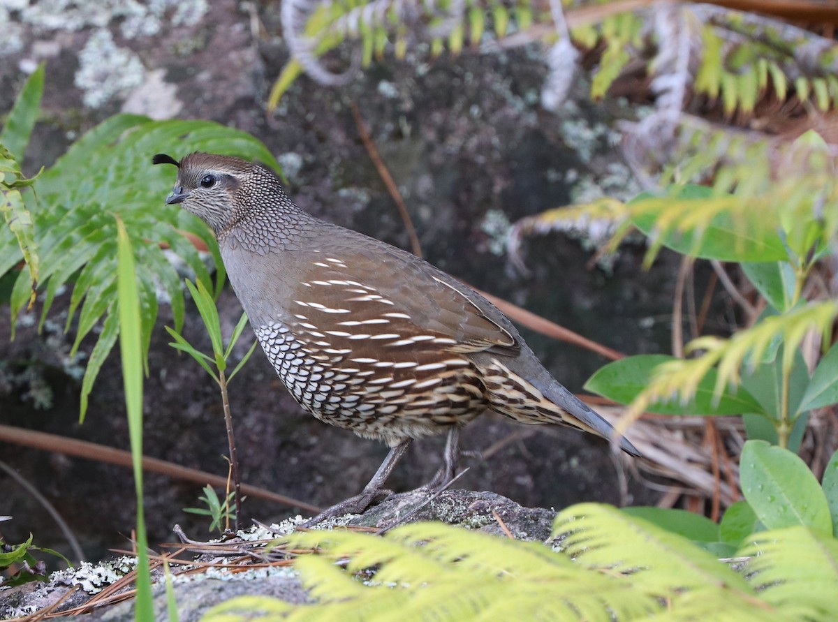 California Quail - ML619596230
