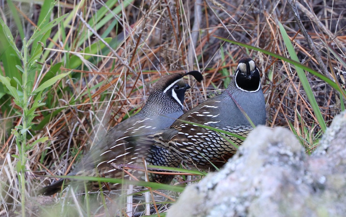 California Quail - Dan Godfrey