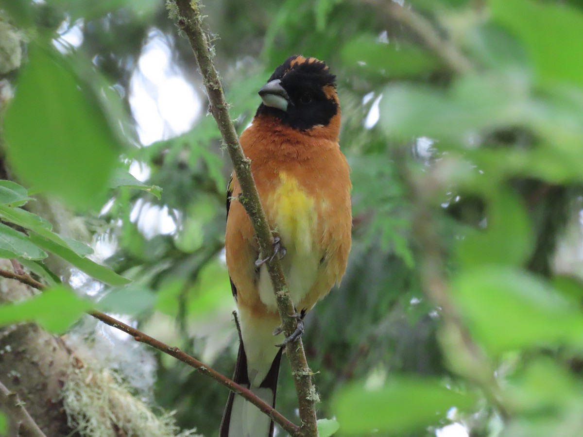 Black-headed Grosbeak - ML619596235