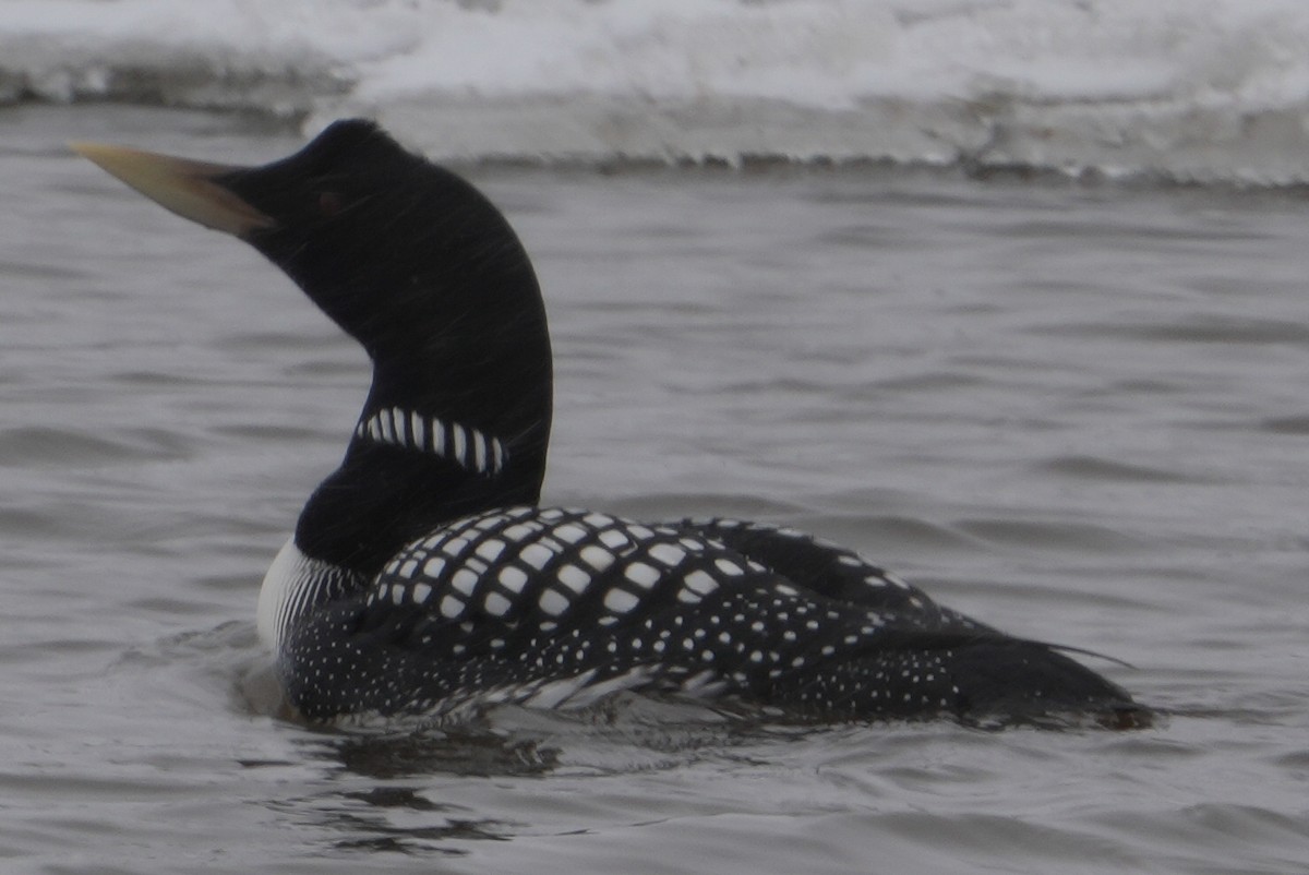 Yellow-billed Loon - Emily Mackevicius