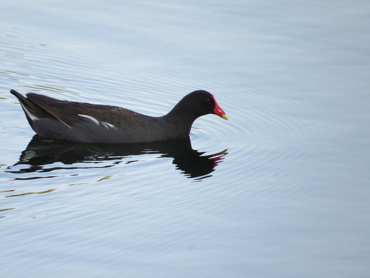 Common Gallinule - Sharon Masturzo