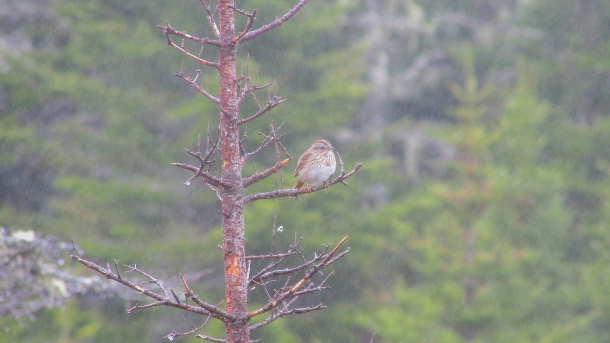 Lincoln's Sparrow - Ryan Larson