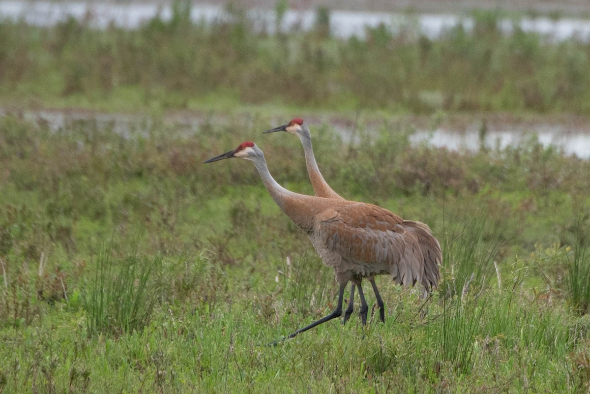 Sandhill Crane - Andrea Heine