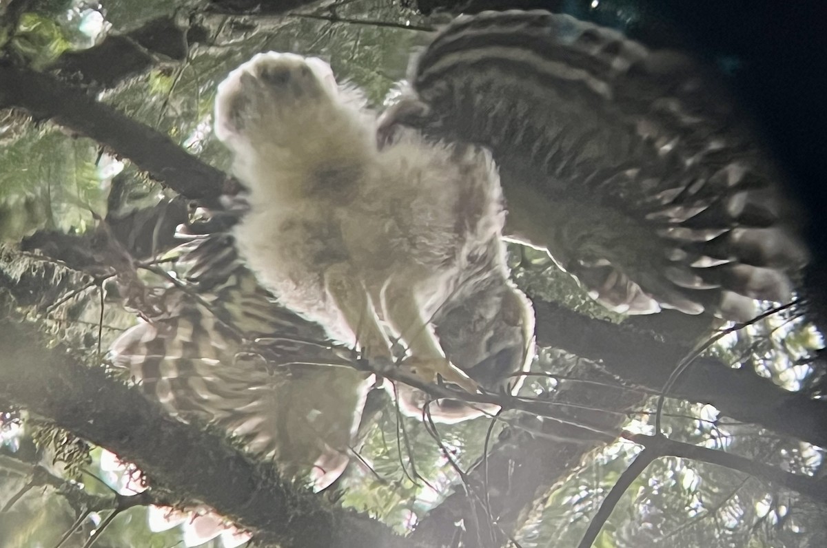 Barred Owl - ML619596245