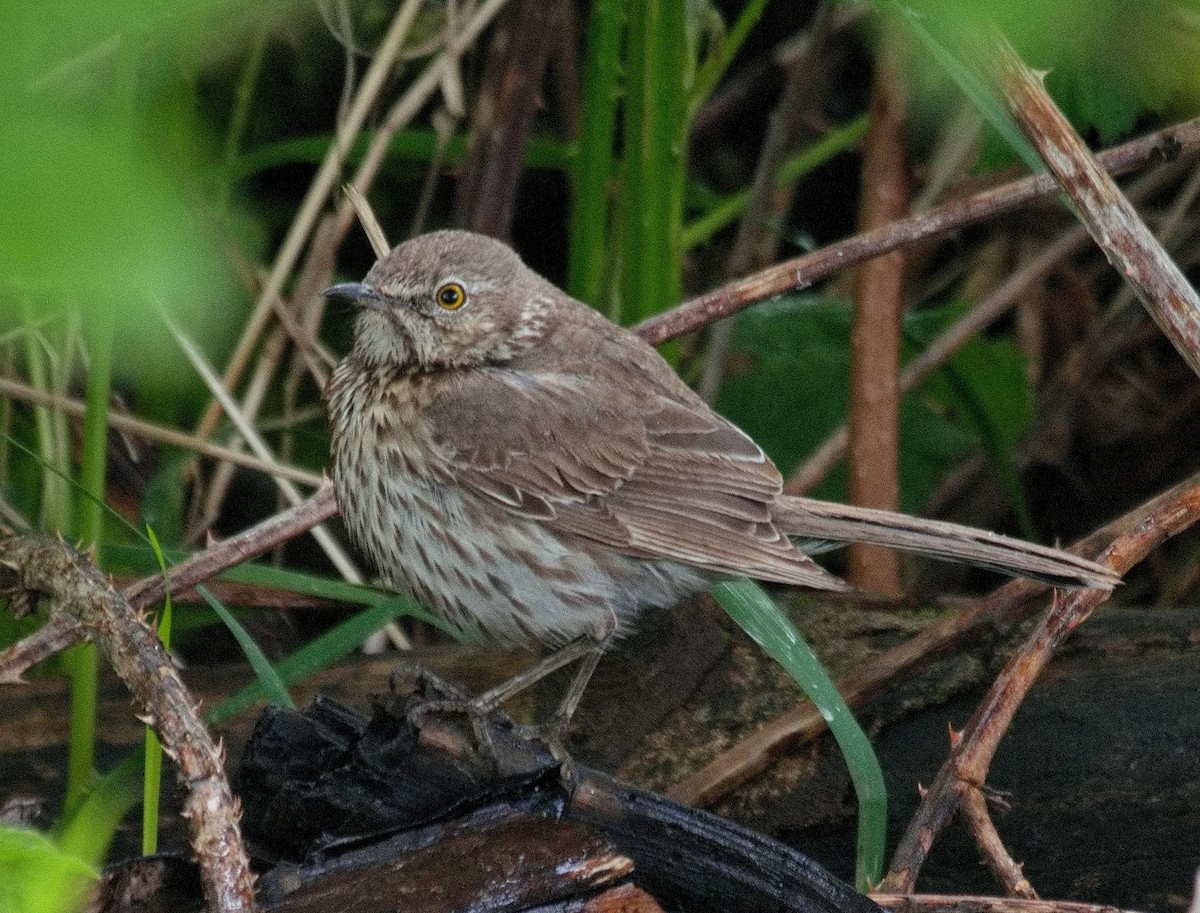 Sage Thrasher - BobMoose Moore