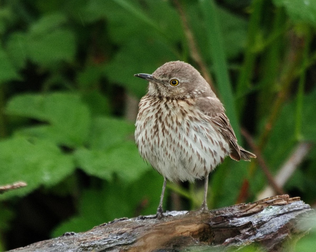 Sage Thrasher - BobMoose Moore