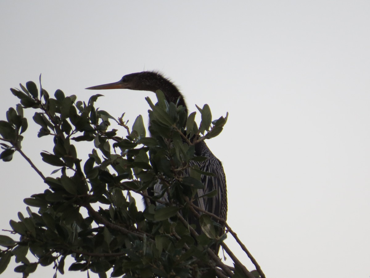 Anhinga - Sharon Masturzo