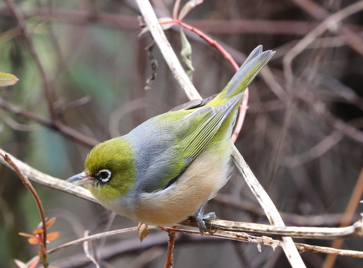 Silvereye - ML619596254