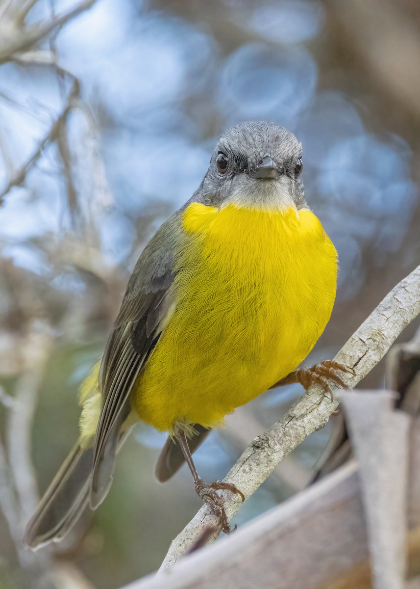 Eastern Yellow Robin - Julie Clark