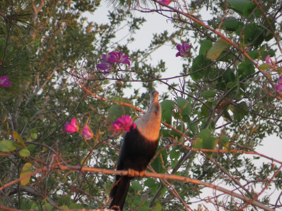 Anhinga - Sharon Masturzo