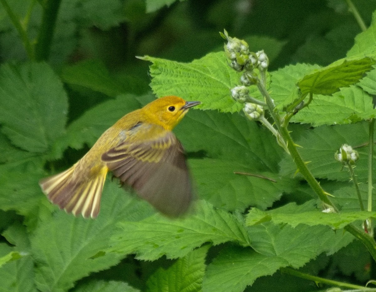 Yellow Warbler - BobMoose Moore