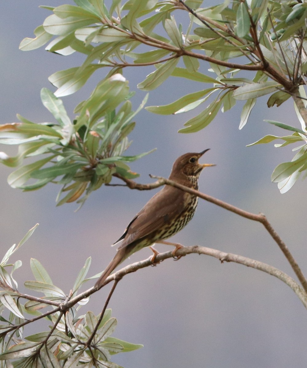 Song Thrush - Dan Godfrey