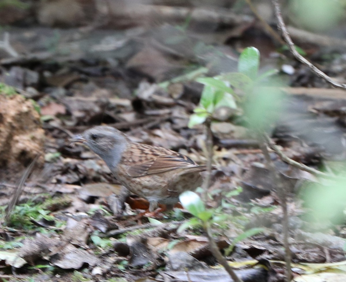 Dunnock - Dan Godfrey