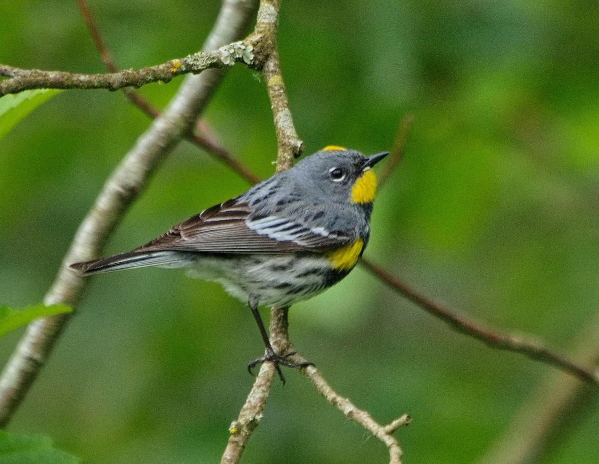 Yellow-rumped Warbler (Audubon's) - BobMoose Moore