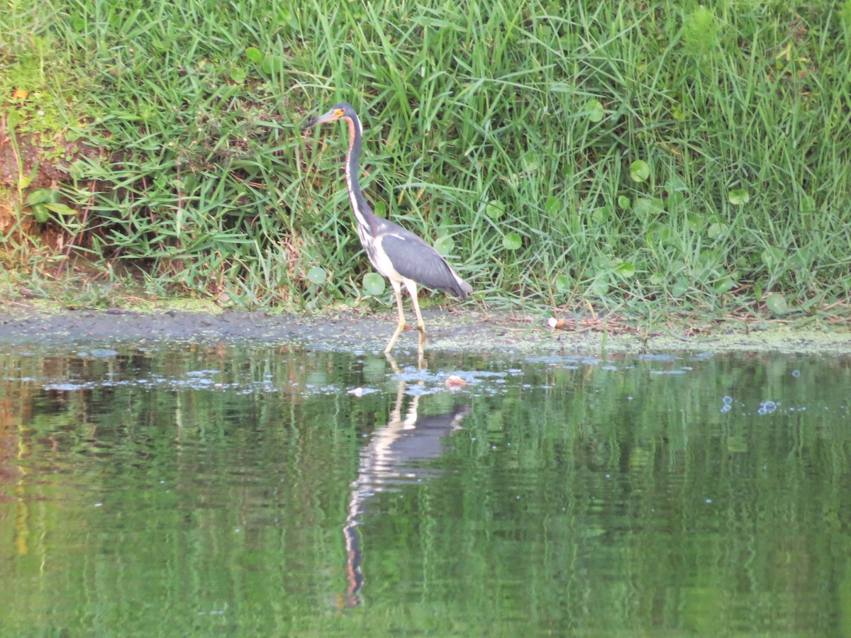 Tricolored Heron - Sharon Masturzo