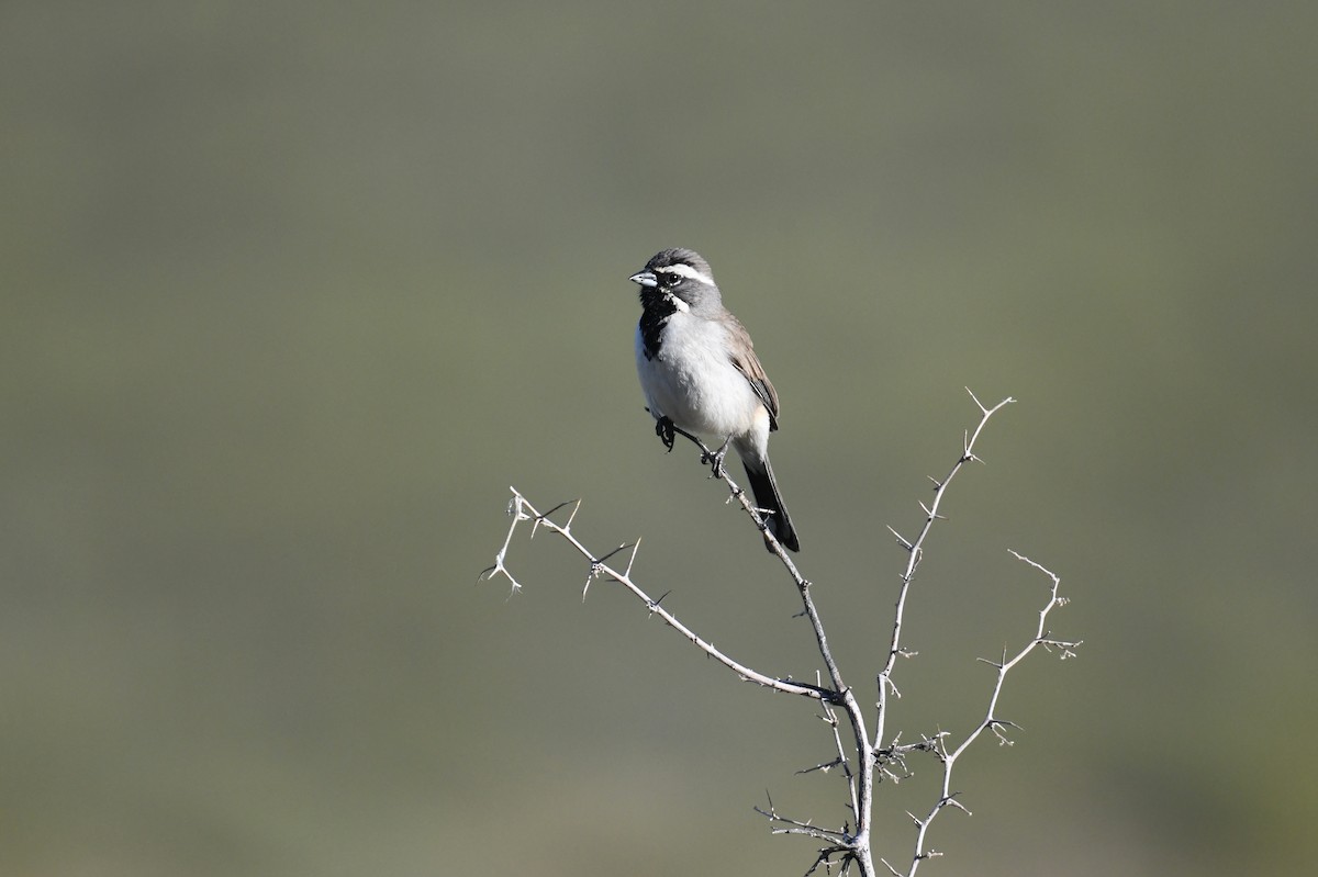 Black-throated Sparrow - Tim K