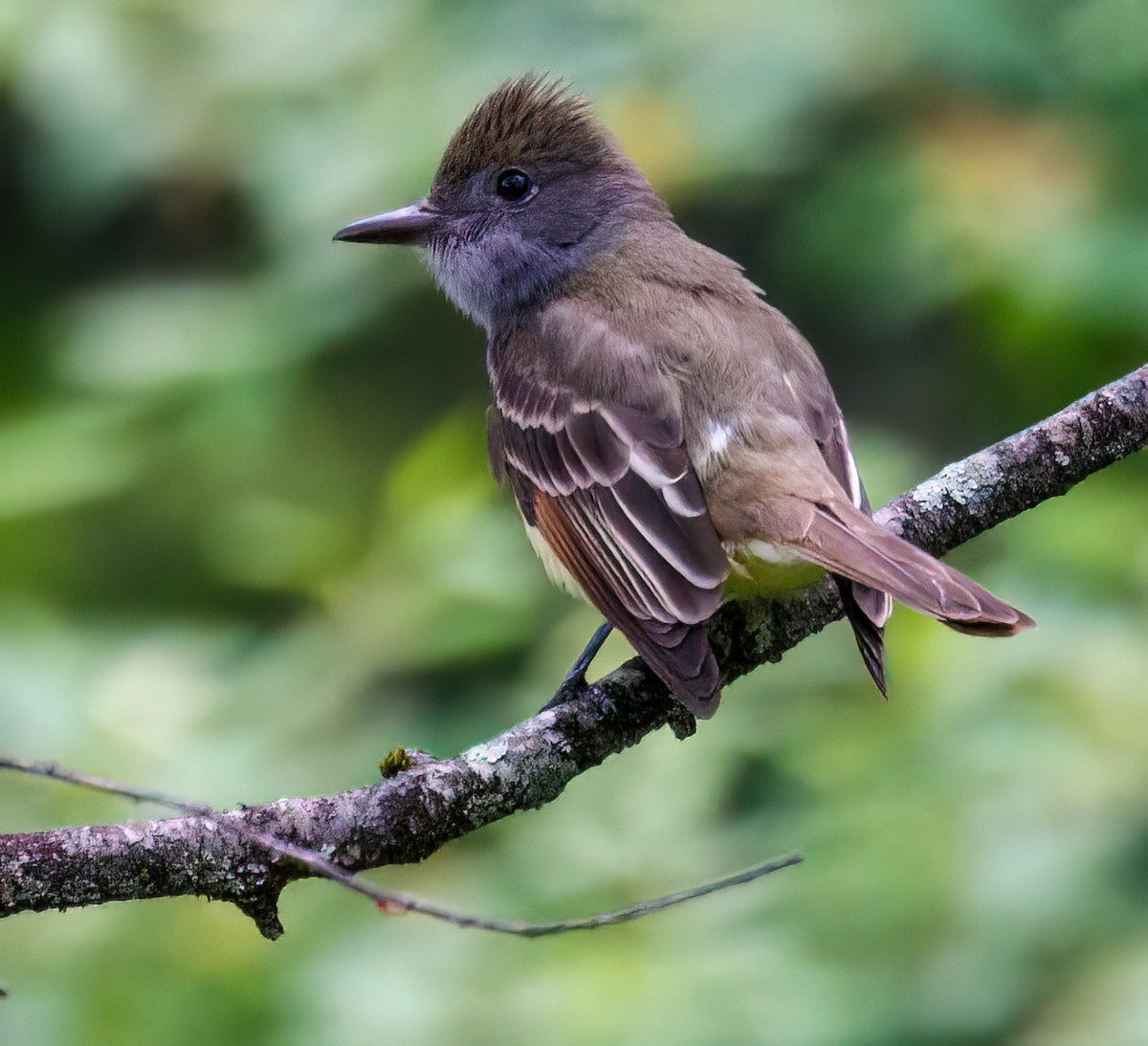 Great Crested Flycatcher - Debbie Lombardo