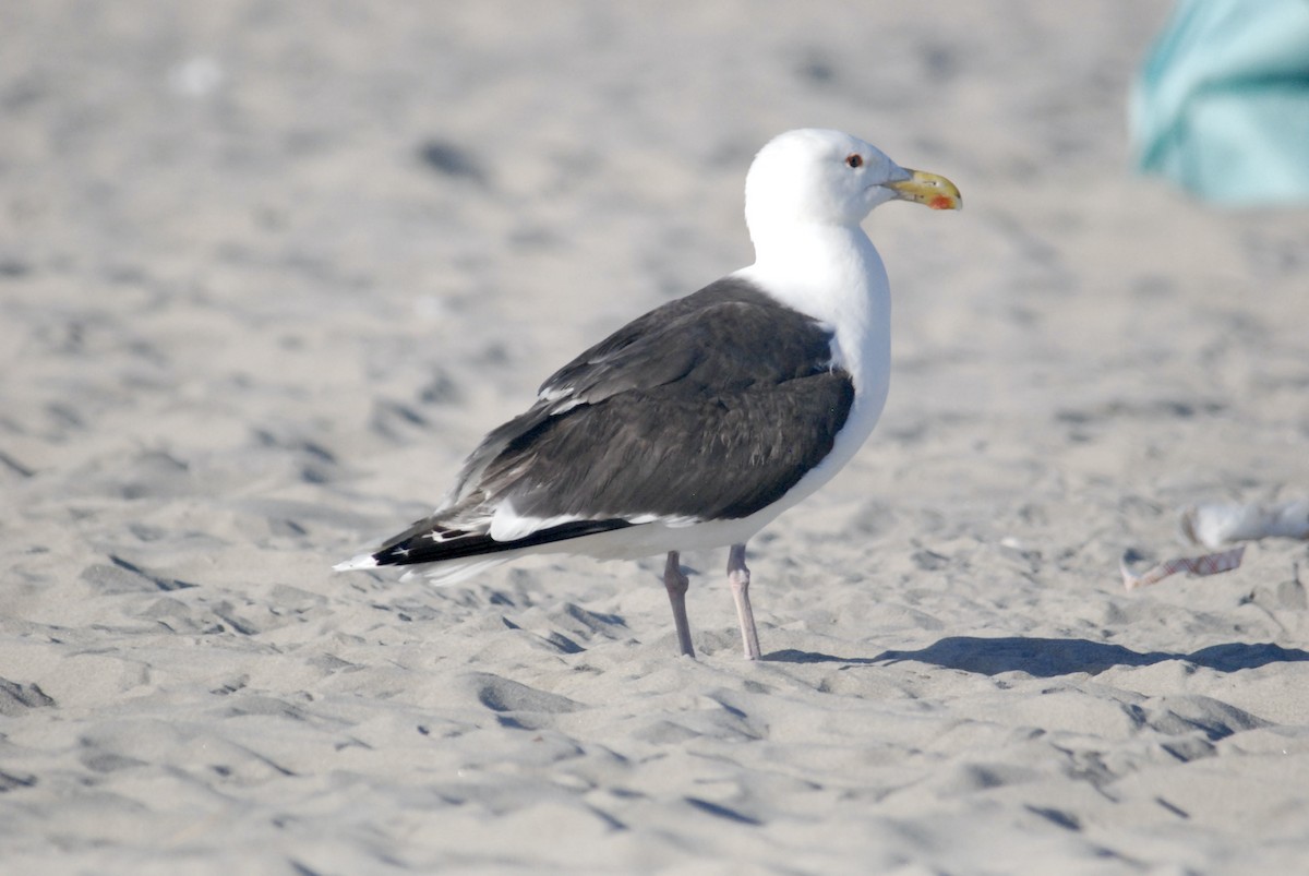 Great Black-backed Gull - ML619596279