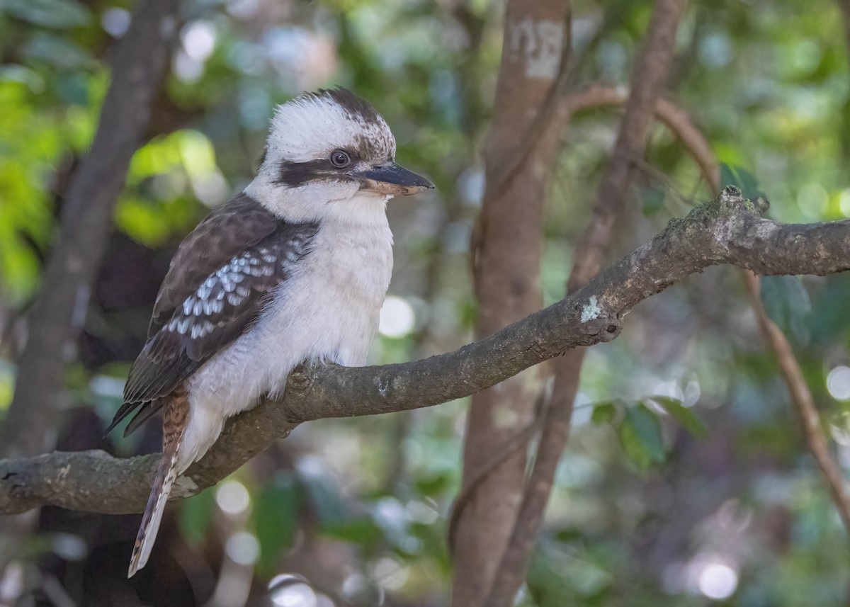 Laughing Kookaburra - Julie Clark