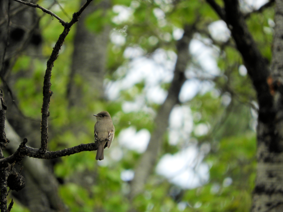 Western Wood-Pewee - ann carter