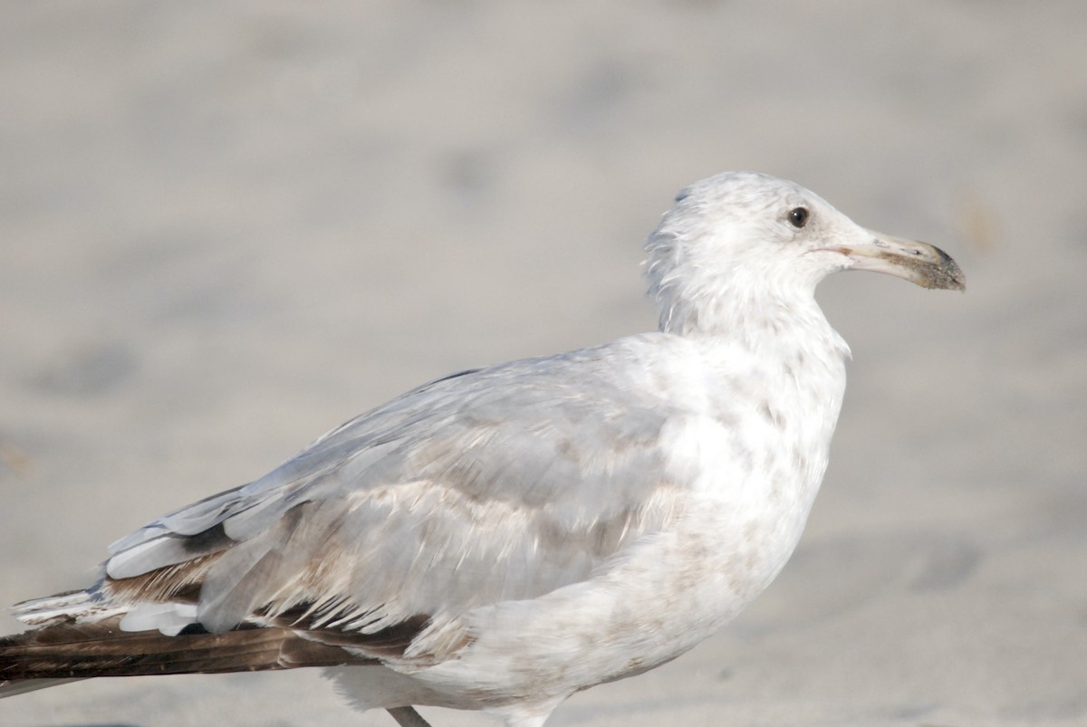 Herring Gull - Sebastian Martinson