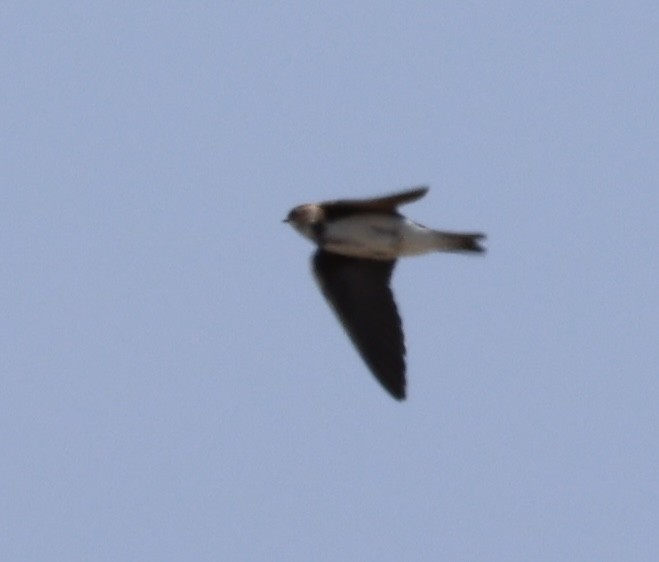 Tree Swallow - burton balkind