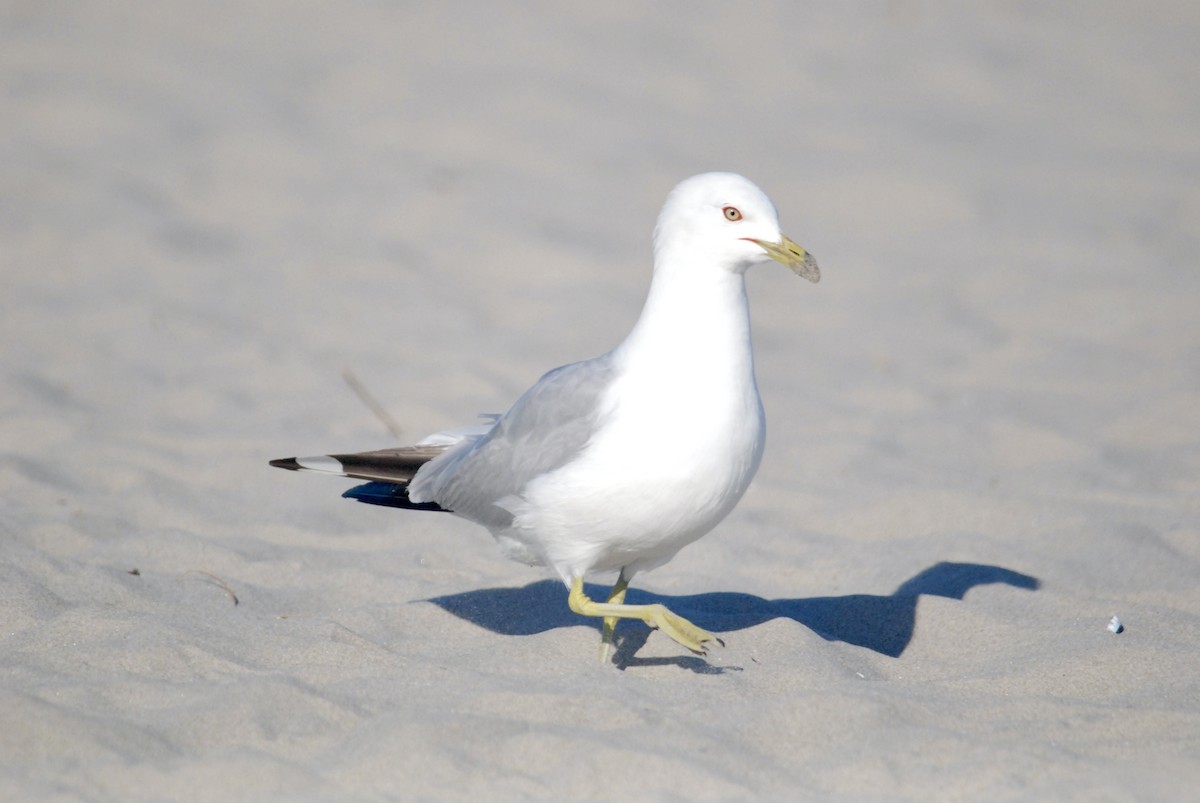 Ring-billed Gull - ML619596287