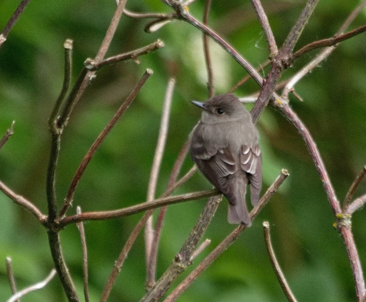 Western Wood-Pewee - BobMoose Moore