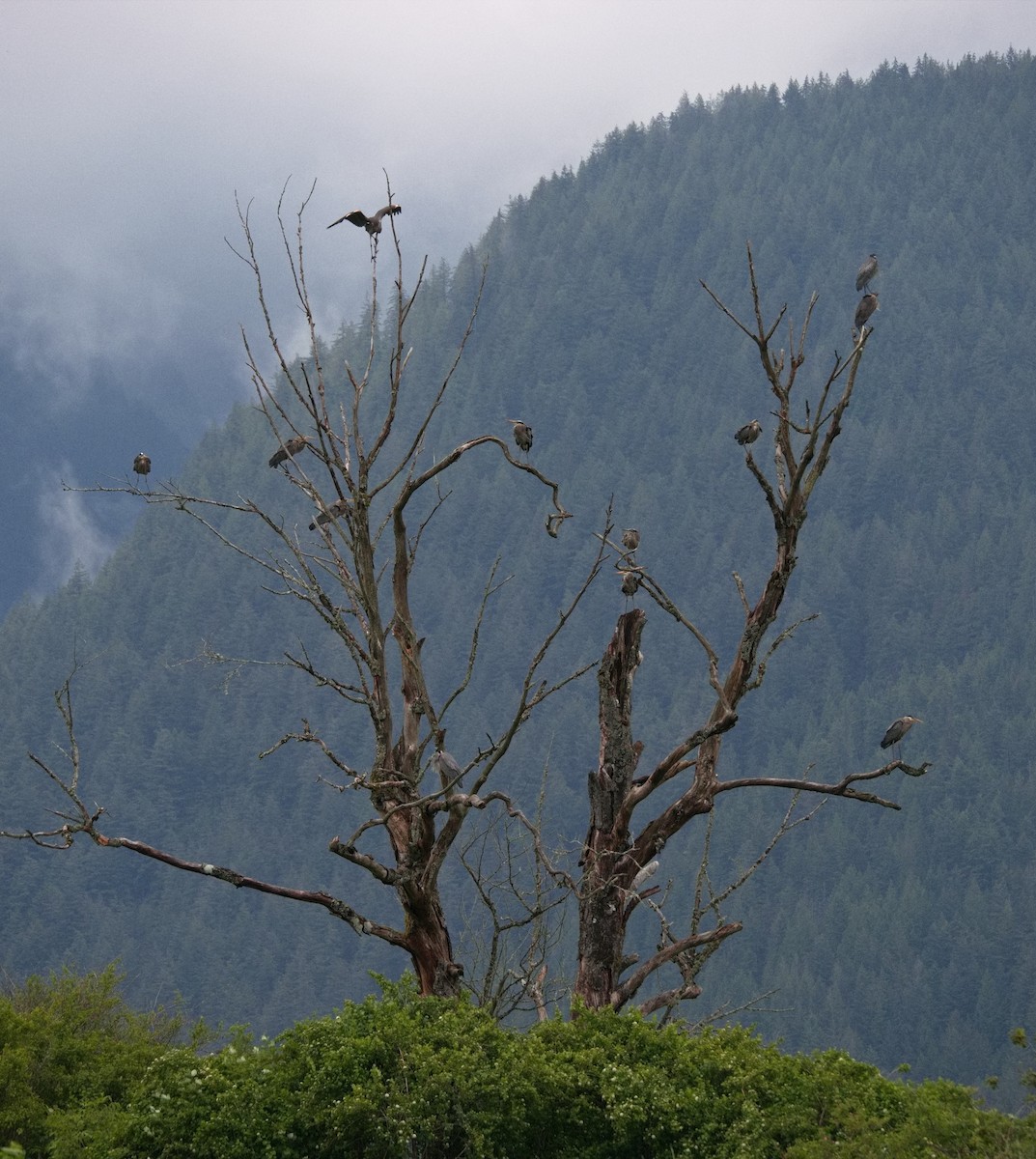 Great Blue Heron - BobMoose Moore