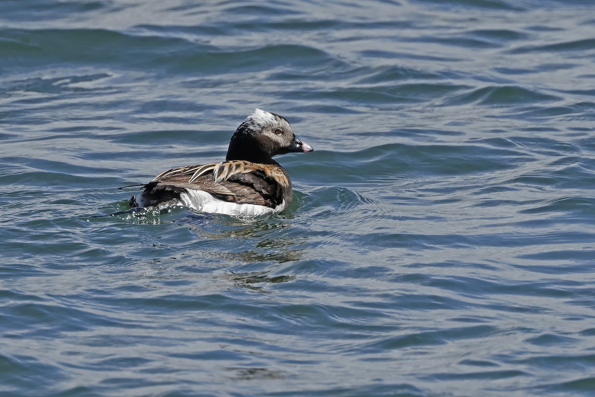 Long-tailed Duck - Johanne Charette