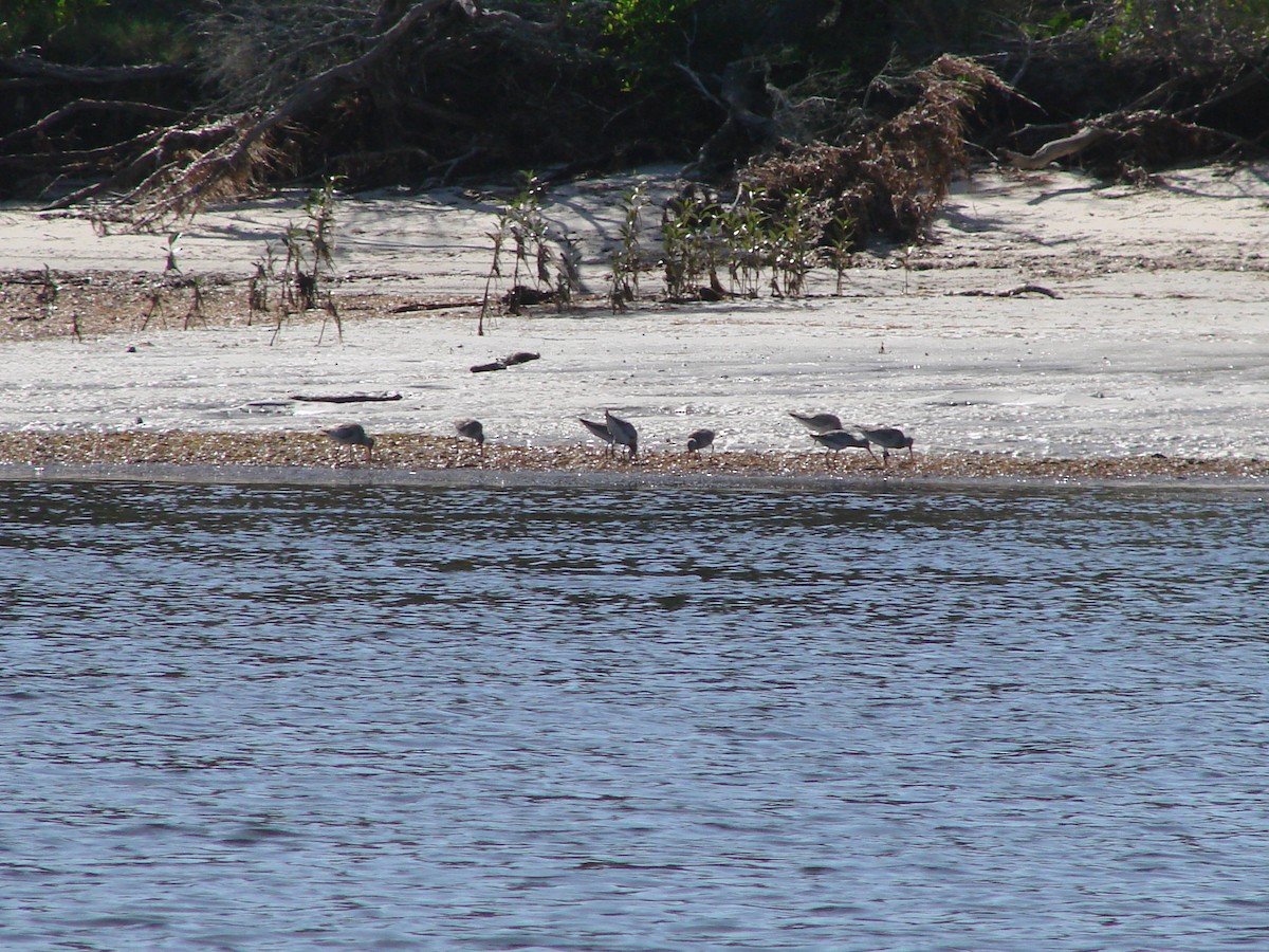 Bar-tailed Godwit - Andrew Bishop