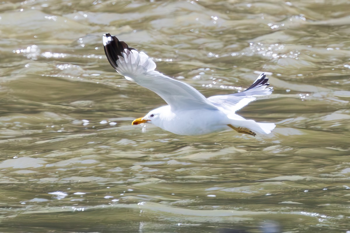 California Gull - Andrew Hart