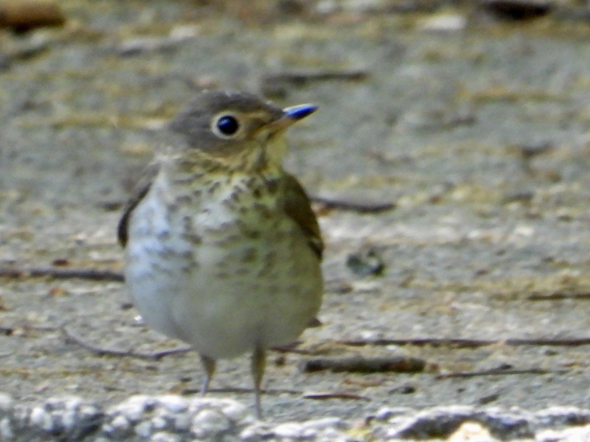 Swainson's Thrush - Joe Corcoran