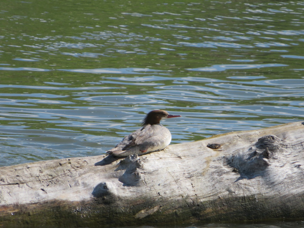 Common Merganser - Lorna Coglon