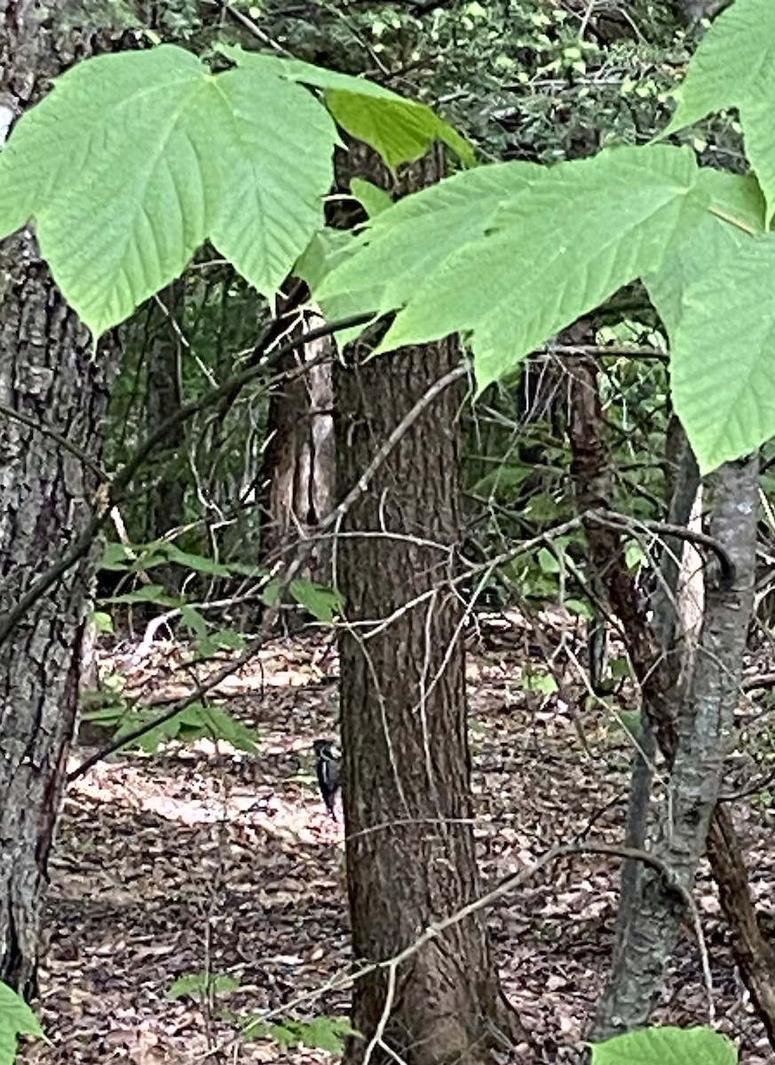 Yellow-bellied Sapsucker - Ericka Albright