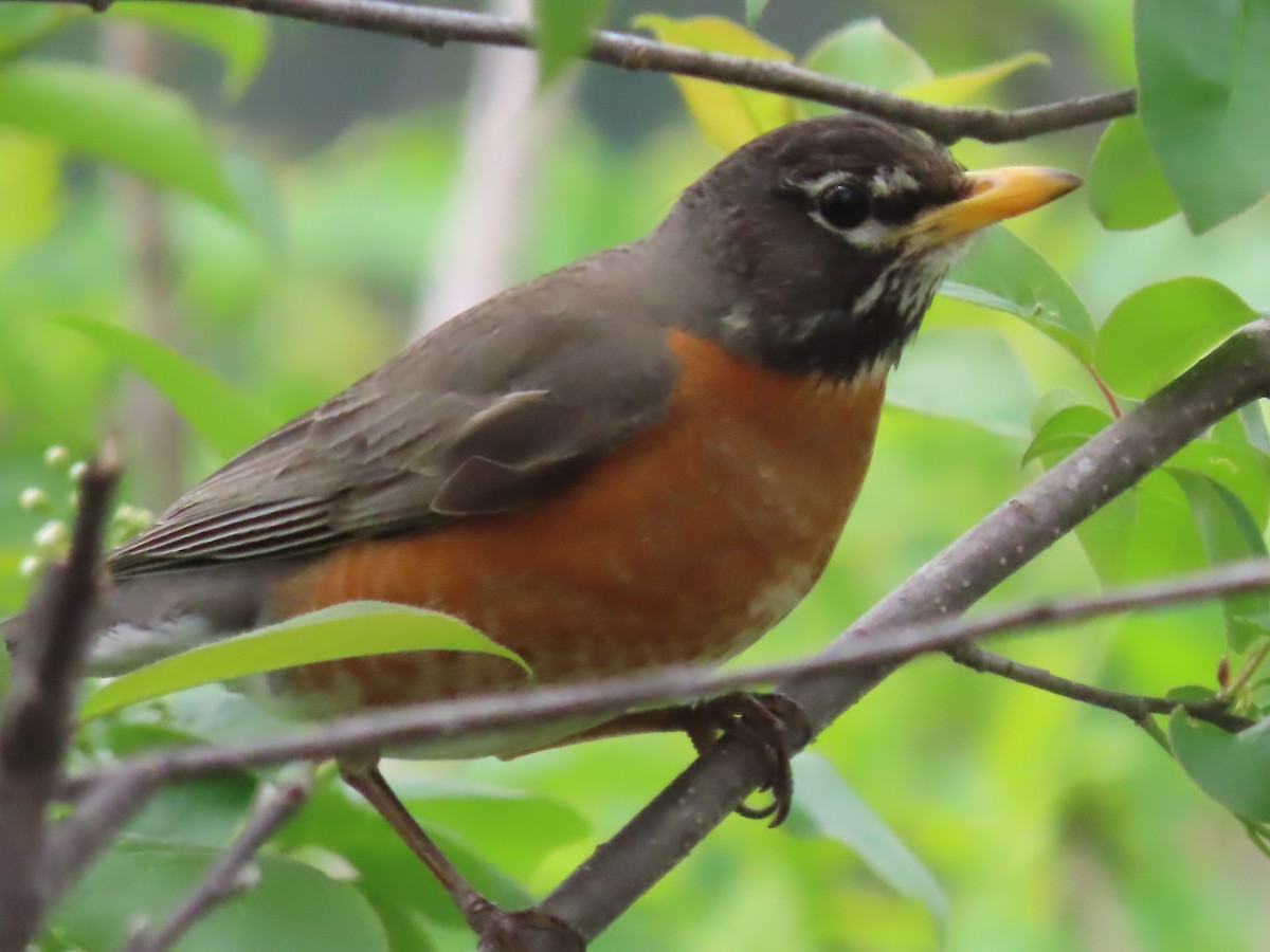 American Robin - claude charest