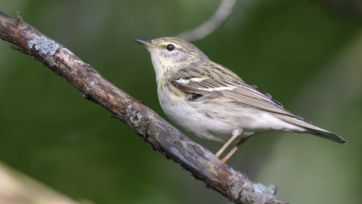 Blackpoll Warbler - Mark Scheel