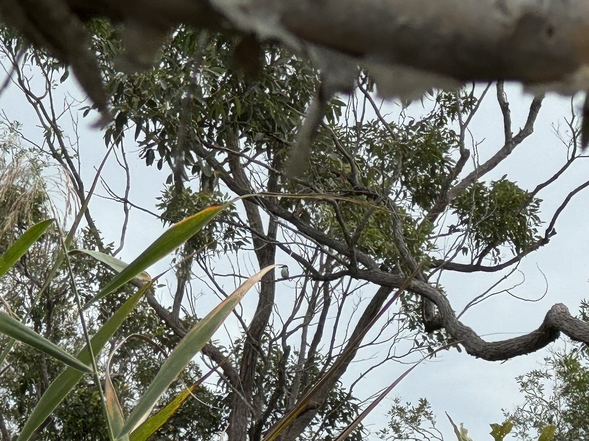 Forest Kingfisher - Anonymous